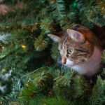 😹 Quand le chat devient le boss de la maison